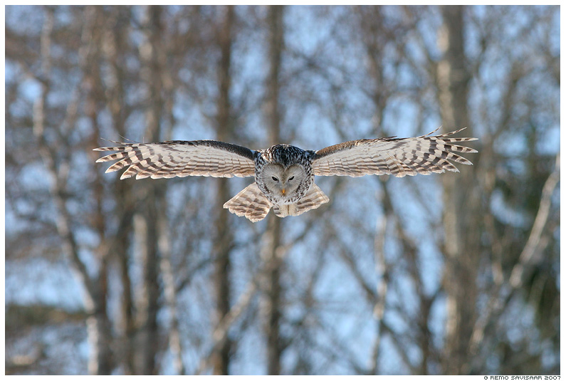 Händkakk, Ural Owl , Strix uralensis