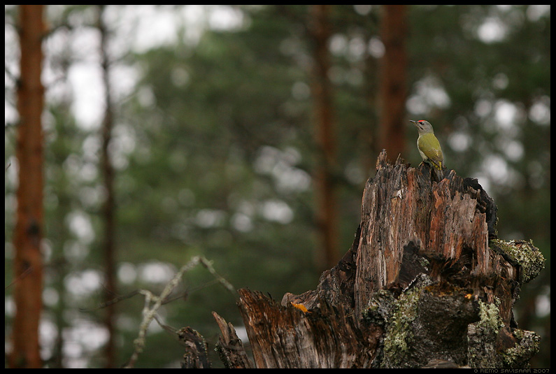 Hallpea-rähn, Grey-headed Woodpecker, Picus canus