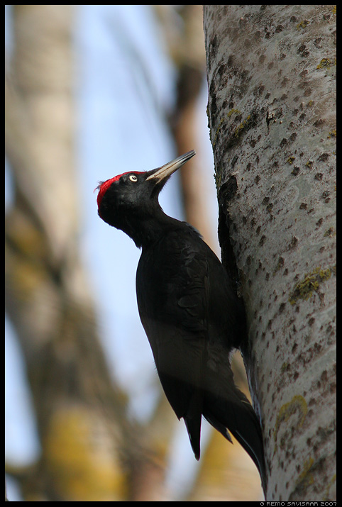 Musträhn, Black Woodpecker, Dryocopus martius