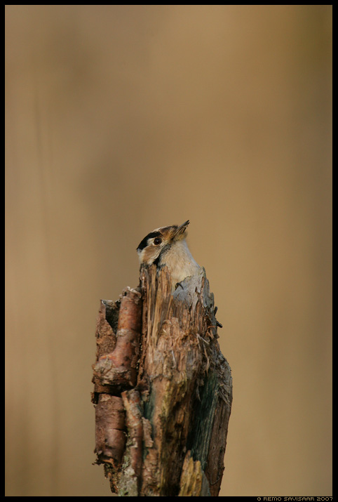 Väike-kirjurähn, Lesser Spotted Woodpecker, Dendrocopos minor