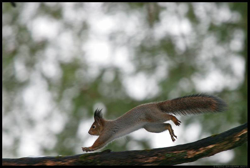 Orav, Red squirrel, Sciurus vulgaris