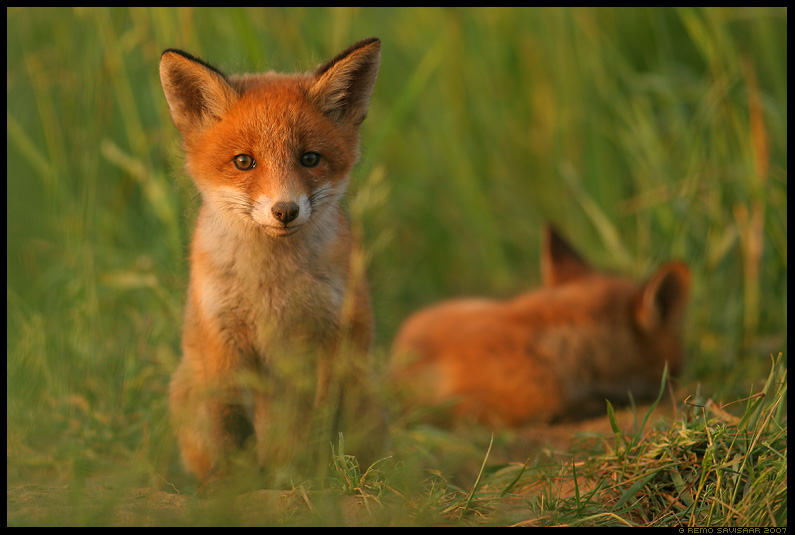 rebane, red fox, vulpes vulpes, magab, sleeping, armas, cute, loomalaps