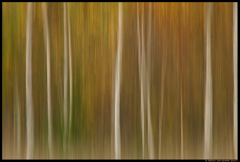 mets, forest, abstract, abstraktne, impressions